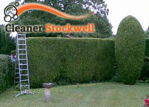 Hedge Maintenance Stockwell